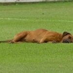 Куче заспа на терена от скука по време на футболен мач (ВИДЕО)
